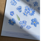 Forget-Me-Not Sticker Sheet — Wildflower Collection